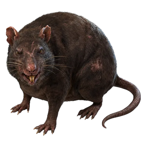 Ruda žiurkė