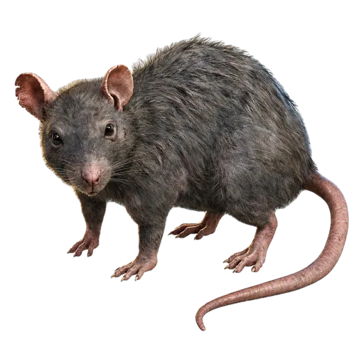 Pilka žiurkė