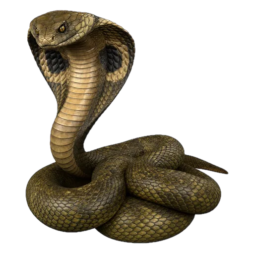 Kobra
